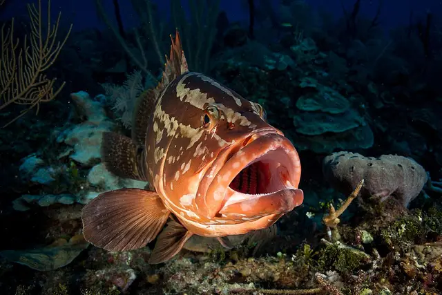 Ikan Krapu