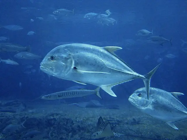 Ikan Kuwe